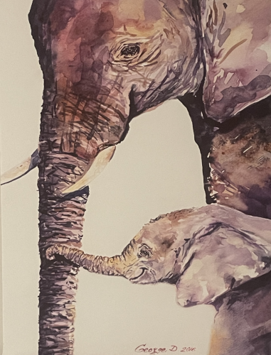 elephants